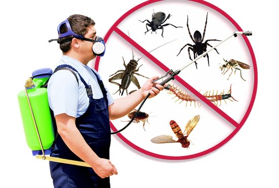 Flying insects control in dubai