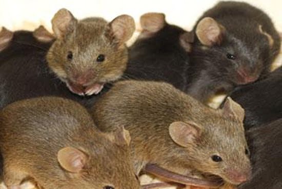 Rat control service in dubai