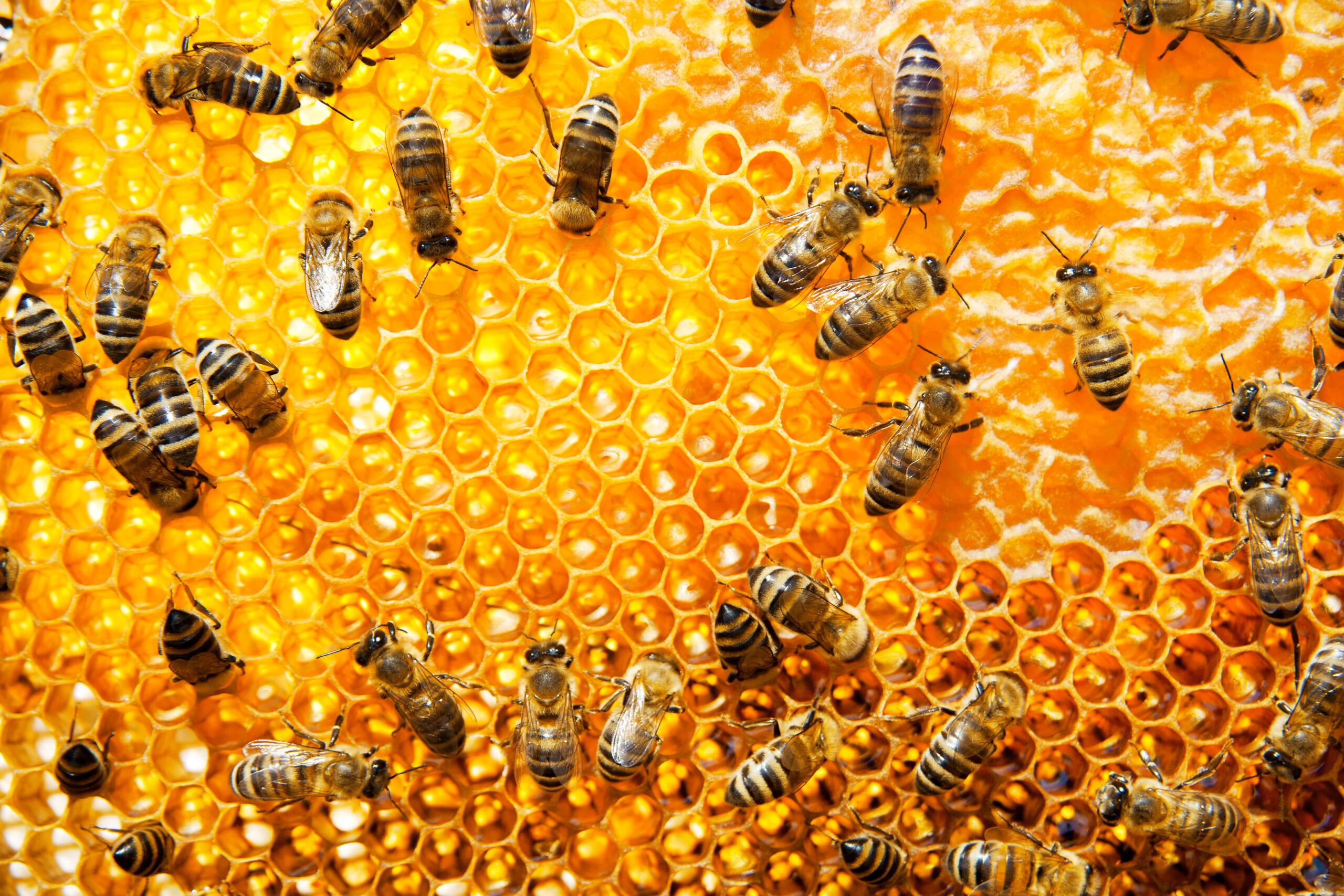 Bee control service in dubai