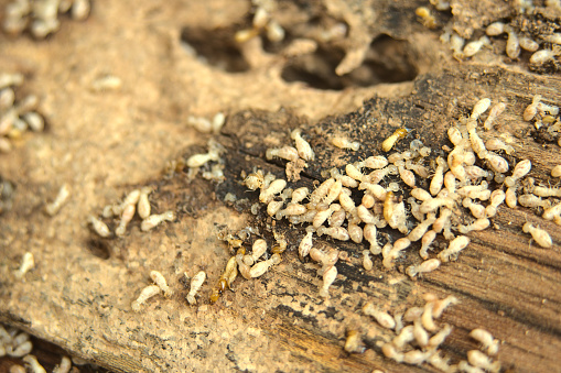 Anti-Termite Control In Dubai