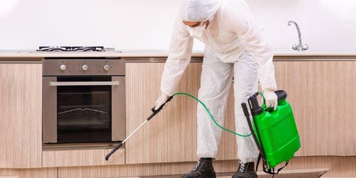 Pest Removal Experts