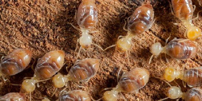 Anti-Termite Solutions