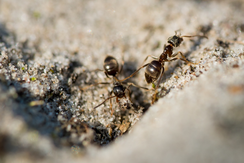 Effective Ants Pest Control