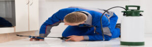 pest control services in dubai