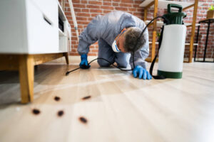 bed bug pest control