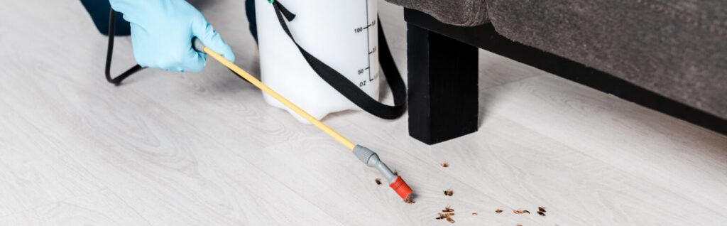 bed bug pest control