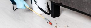 bed bug pest control