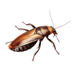 American Cockroaches (Periplaneta Americana)