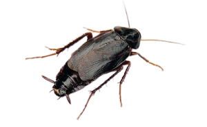 Oriental Cockroach (Blatta orientalis)