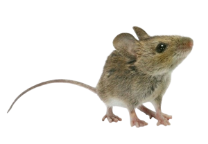 House mouse (Mus musculus)