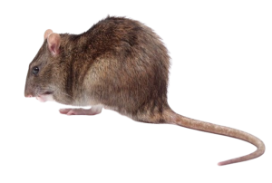 Norway Rat (Rattus Norvegicus)