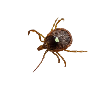 Ticks