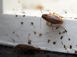 Cockroach pest control
