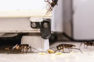 Cockroach Pest Control