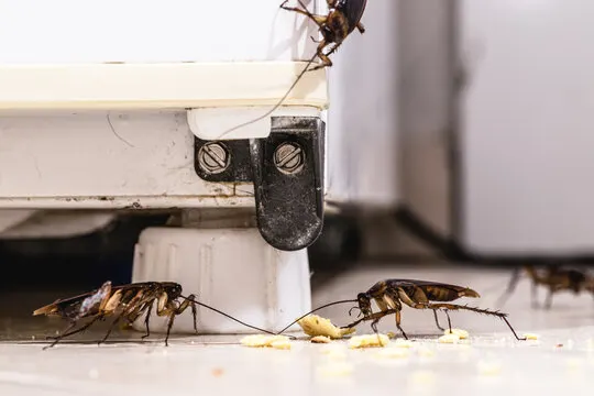 Cockroach Pest Control