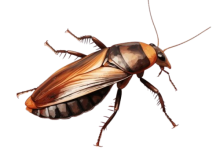 American Cockroaches