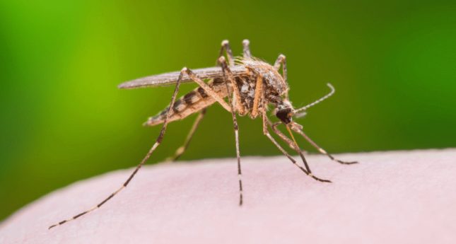 Mosquito-control-service