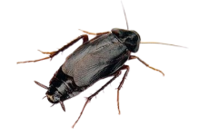 Oriental Cockroach