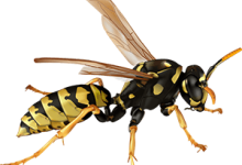 Wasps image