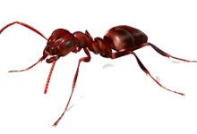 ant control