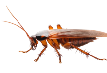 german cockroach
