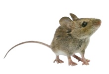 House Mouse