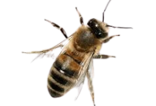 Bees