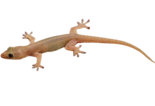 Lizard