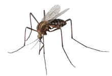 mosquito control
