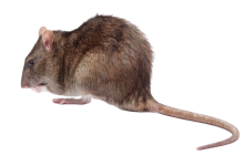 Norway Rat