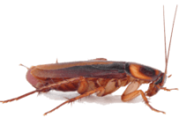 Cockroach Control