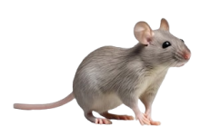 Rat/Mice