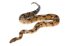 Snake