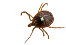 Ticks